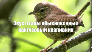 Звук пения птицы Обыкновенный кактусовый крапивник. Магия природы