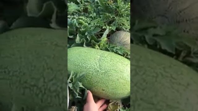 Урожай арбуза на 20.08.16 Казань смотреть онлайн