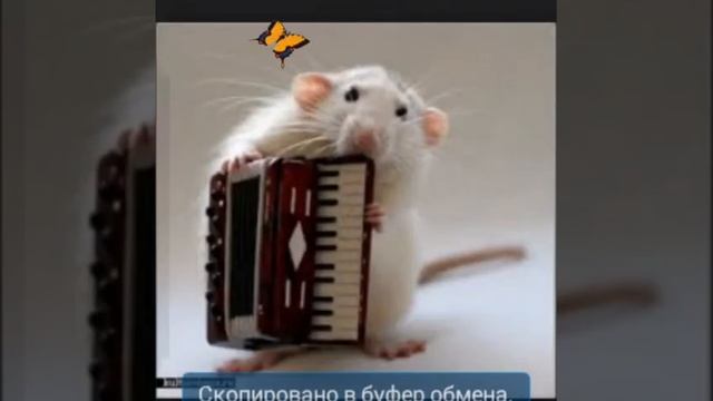 Кино : Домашние Крысы смотреть онлайн