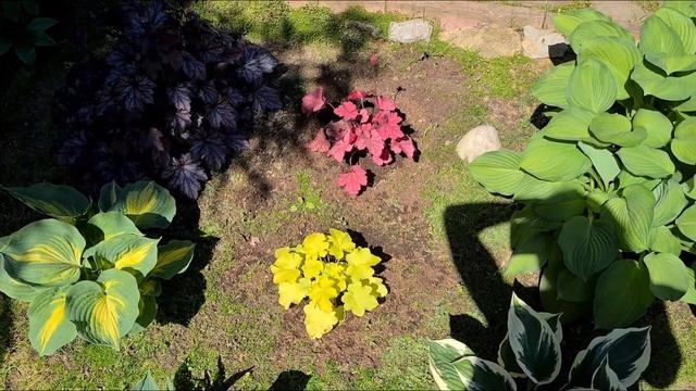 хосты, гейхеры смотреть онлайн