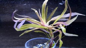 ПОГОСТЕМОН КИМБЕРЛИ. Pogostemon Kimberley. СЕКРЕТЫ ВЫРАЩИВАНИЯ