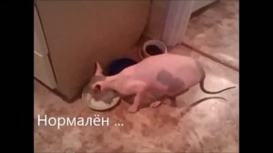 Говорящие коты! Как у тебя дела? Кошечка сказала - з@@бись!