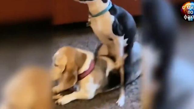 Веселые моменты домашних животных 😃 #домашниеживотные