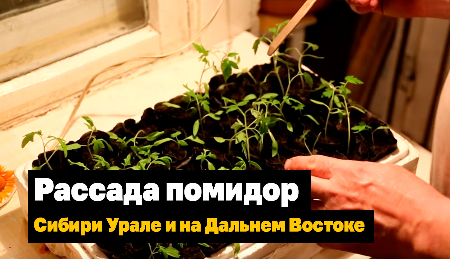 Вырастить рассаду помидор в Сибири, Урале и на Дальнем Востоке