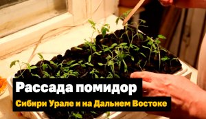 Как вырастить рассаду помидор в Сибири, Урале и на Дальнем Востоке