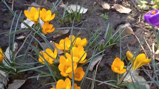 Первоцветы  февраля 20220223