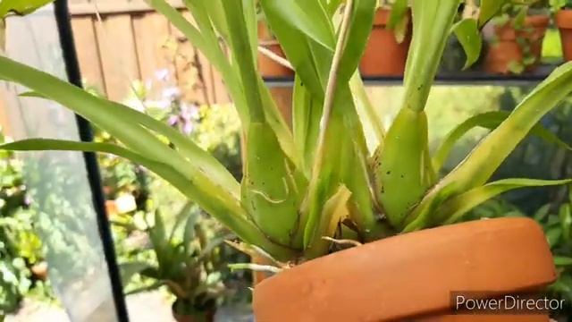 Орхидеи. ОНЦИДИУМ в домашних условиях или Trichocentrum carthahenense, от покупки до цветения. смотреть онлайн