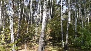 Звени, звени златая Русь . Есенин.