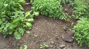 МОИ ТОМАТЫ ВСЕГДА РАСТУТ НА ОДНОМ МЕСТЕ! Ольга Чернова.