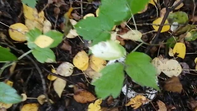 Грибное место смотреть онлайн