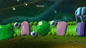 5 интересных фактов про морскую овечку