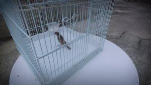 Как поймать птичку в клетку.