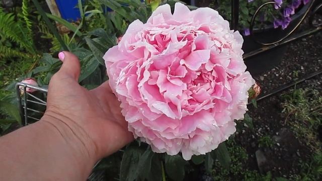 Пион невероятной красоты Сара Бернар! смотреть онлайн