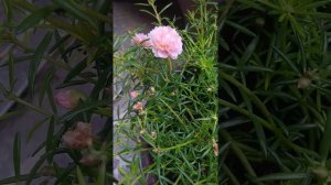Pink moss-rose purslane blossom in the morning
