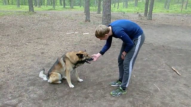 Карельская собака смотреть онлайн