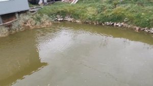ПРОБЛЕМЫ ОСЕНЬЮ В ВОДОЕМЕ НА ДАЧЕ!МОЙ ПРУД НА УЧАСТКЕ!ПРУД БЕЗ ПЛЕНКИ!