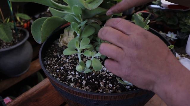 Compartiéndoles Como Producir Mas Echeveria Pálida Y Mostrándoles Floración De Suculentas смотреть онлайн