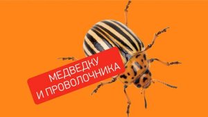 Рубит РОФАТОКС УБИТЬЖУКА
