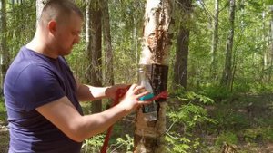 Выживание в весеннем лесу