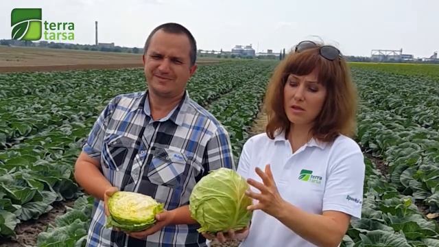 Выращивание капусты и кабачка (цуккини) с помощью удобрений ТерраТарса смотреть онлайн