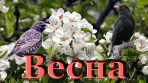 ВЕСНА - природа и животный мир / Relax