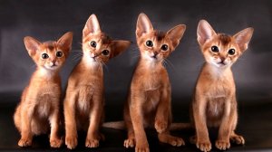 Абиссинская кошка: история происхождения, характеристики породы и особенности содержания