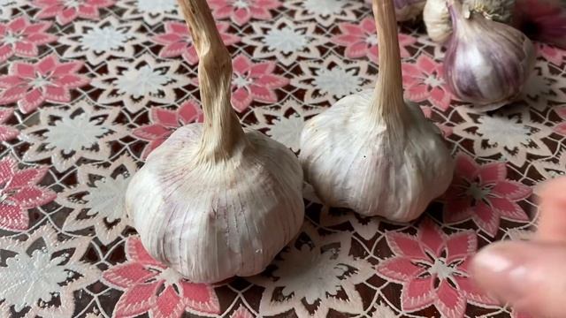 Посадка озимого чеснока. Эксперимент покупного чеснока, купленный в обычном магазине.