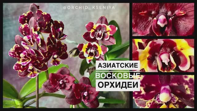 Восковые орхидеи: Brother Sara Gold×Sun Raise Red Proletariat, Yaphon Star Diamond ‘6602’,L-16.Обзор