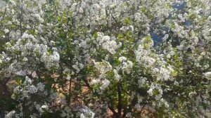 БАТУТ ИЗ МАГАЗИНА ЛЕНТА