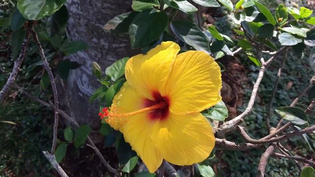 США. Hawaiian flowers/цветы Гавайских островов смотреть онлайн