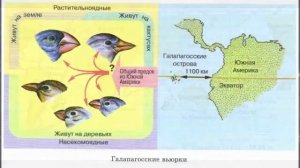 Биология 11 кл Теремов §3 Предпосылки возникновения дарвинизма. Научная деятельность Дарвина