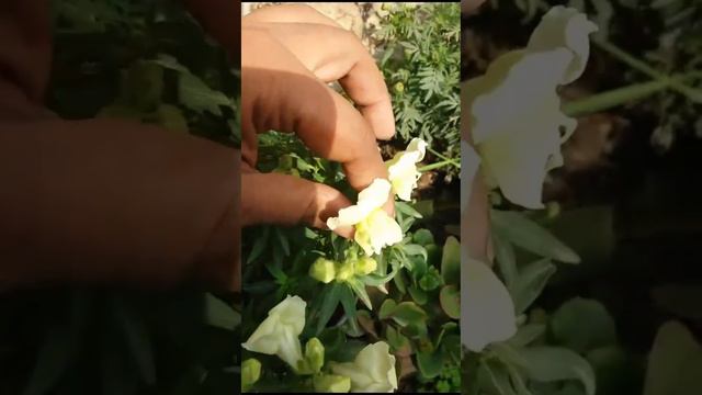 Flower Or Dog? #snapdragon #dogflower #flowers #winterflowerplant #plants #wintergarden #flower смотреть онлайн