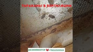 Тараканы в вентиляции