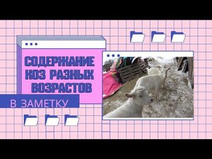 Содержание коз разных возрастов в заметку начинающему козоводу