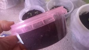 Астра многолетняя. Всходы.Почему сею осенью?