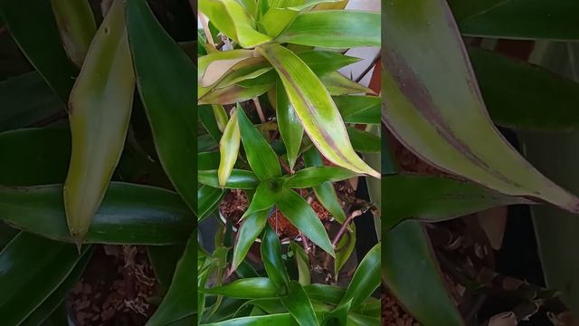 ЗОЛОТОЙ УС.(Действительно ЗОЛОТОЙ) РЕЦЕПТЫ В ДОМ.УСЛОВИЯХ. смотреть онлайн