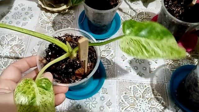 Филодендроны. Обзор части коллекции.