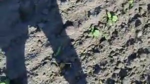 обзор посева тыквы