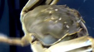 Мохнаторукий китайский краб