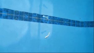 Игра виброхвоста под водой