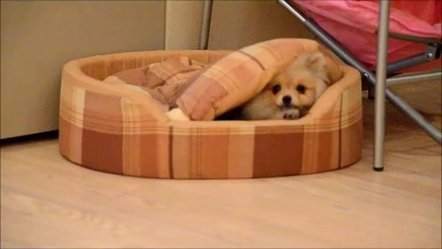 живая шляпа смотреть онлайн