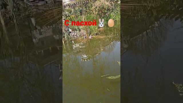 с пасхой!! много черепашек🐢да