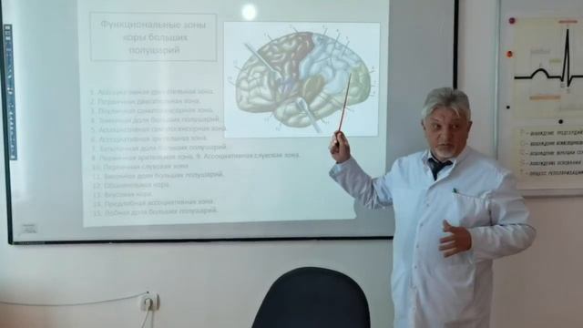Кора больших полушарий. Зоны специфической и ассоциативной чувствительности. смотреть онлайн