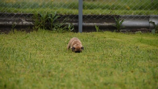 Французский бульдог девочка продается. смотреть онлайн