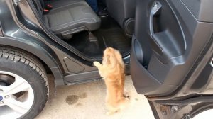 Обзор FORD KUGA 2