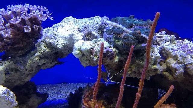 Рыбка Игла, зебра многополосая. РИФ. Необычная рыбка коралловых рифов. смотреть онлайн