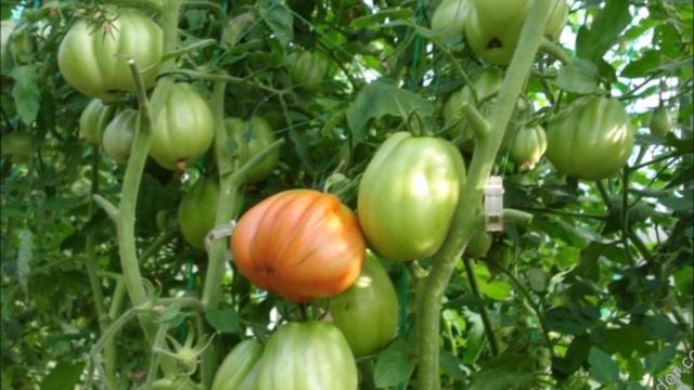 Щедрое Сердце Альбенги  из Италии:  томат, который  на родине с уважением называют «Царской Грушей»