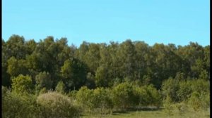 МАЙСКИЕ ЦВЕТЫ