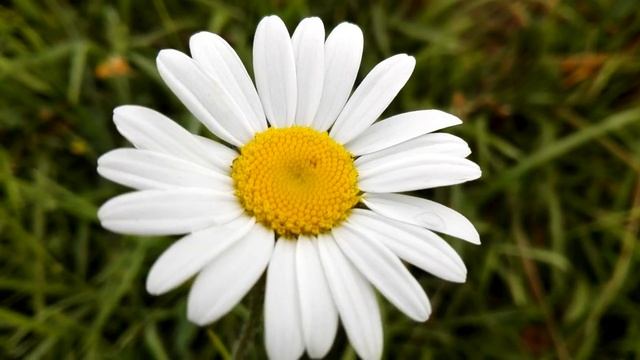 Leucanthemum vulgare (Oxeye daisy) смотреть онлайн