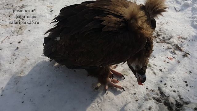 КОРМЛЕНИЕ ЧЕРНОГО ГРИФА ГАРИКА смотреть онлайн
